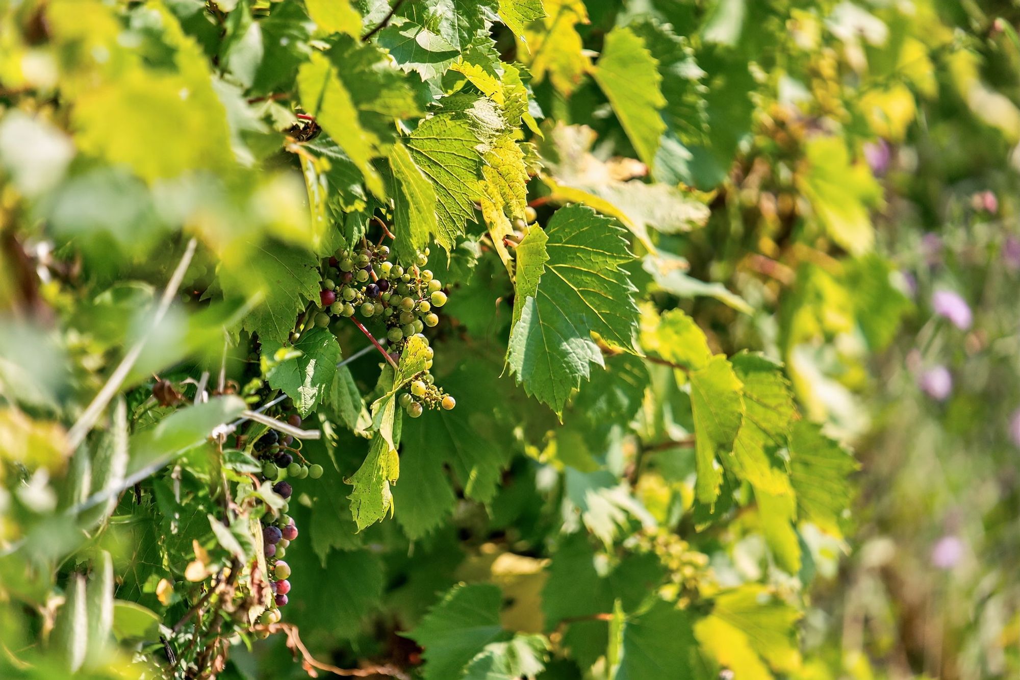 Clusters of grapes hanging under the leaves