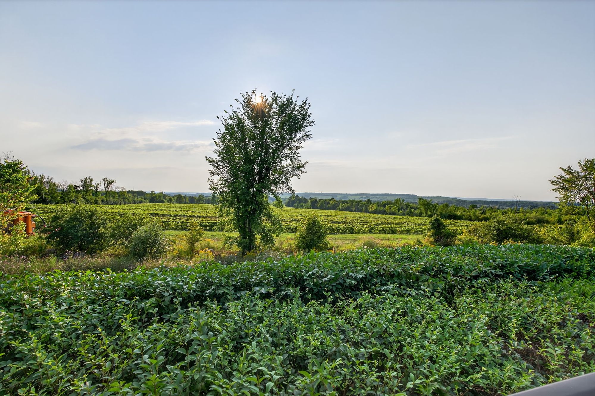A lone tree among the vines, backlit by the sun