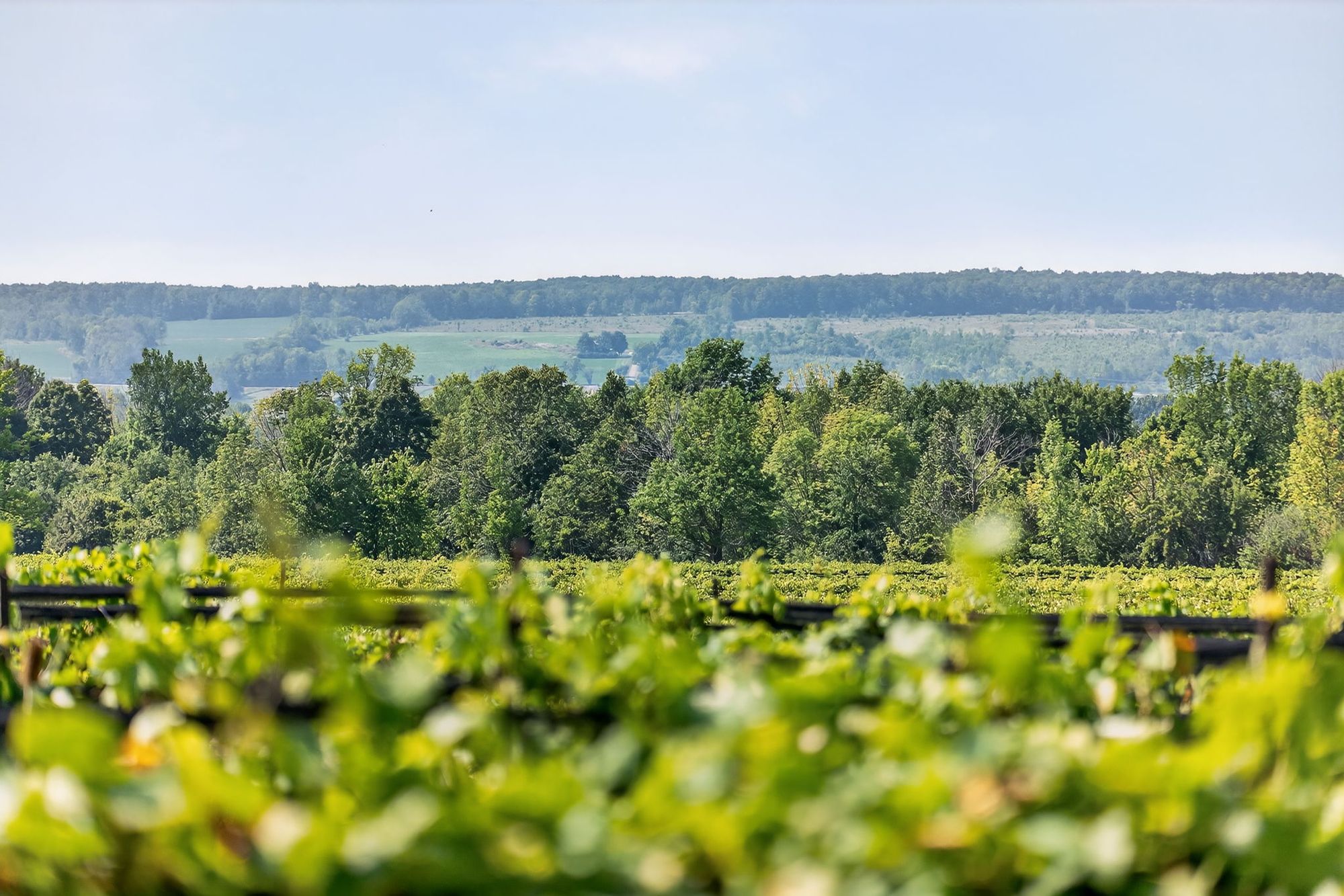 Vine rows with the wooded hills behind