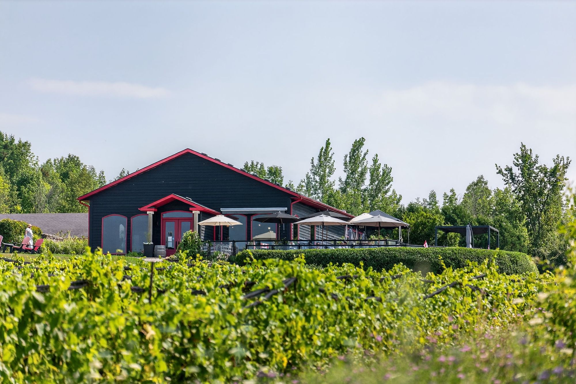 The winery across the top of the vines