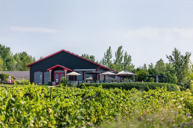 The winery across the top of the vines